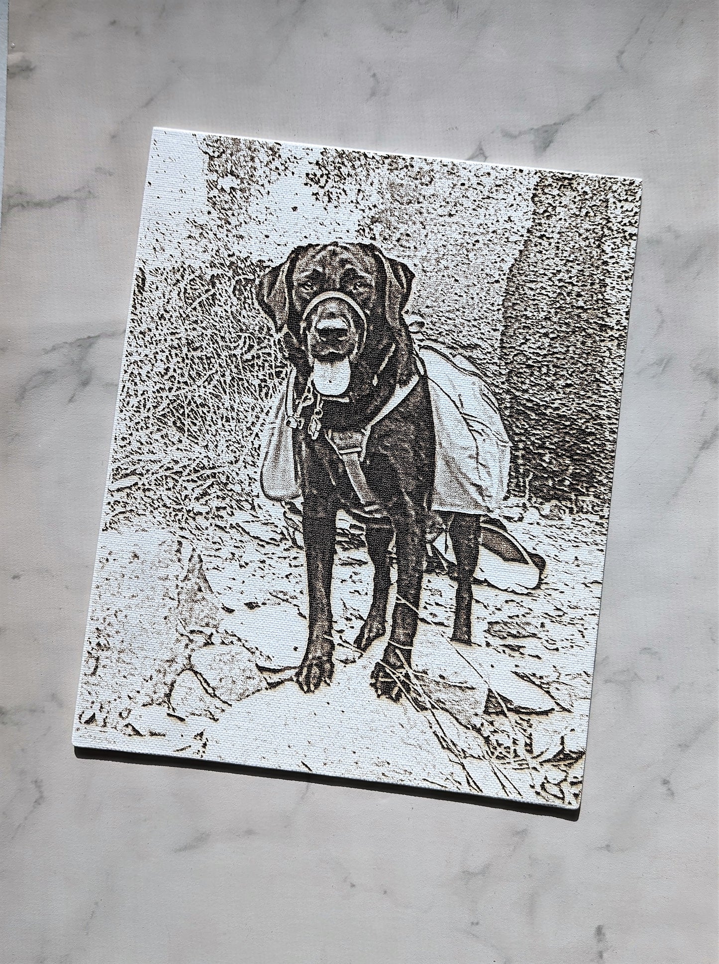 Pet Portrait