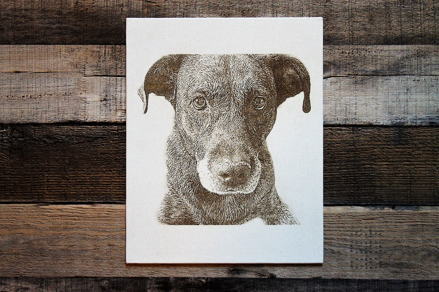 Pet Portrait