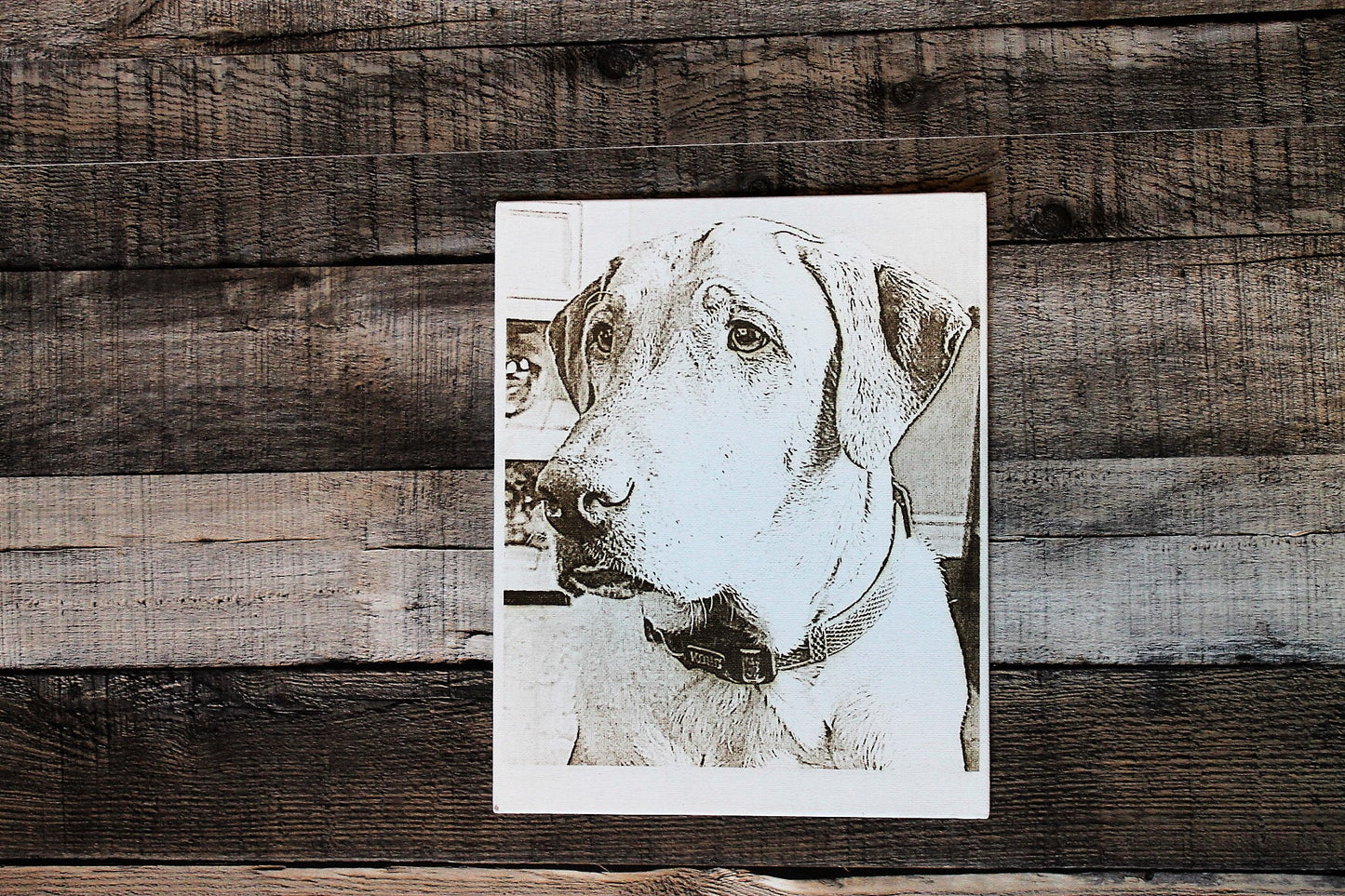 Pet Portrait