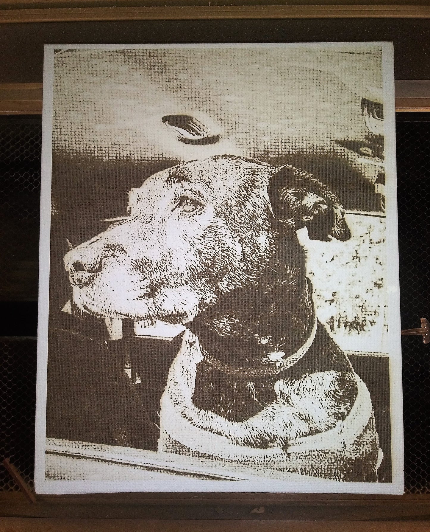 Pet Portrait