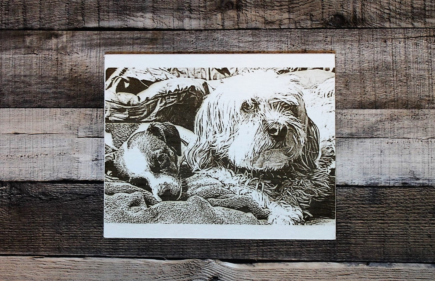 Pet Portrait